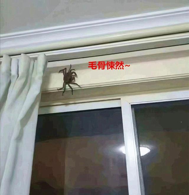 發現窗簾上一抹黑影 老母親：是陽澄湖的大蜘蛛 搞笑 第2張