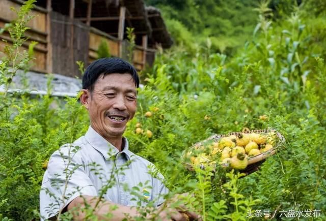 盘州市全产业链发展刺梨产业 调结构促增收助