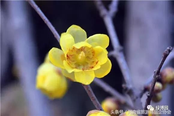 冬季花香腊梅已香飘,河南省旅游商品企业协会