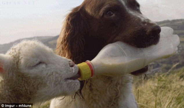 集体力量大!看那些搞笑又感人的团队合作