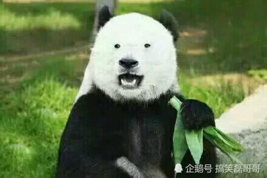 开心一笑:怎么用一句话概括新闻联播的主要内