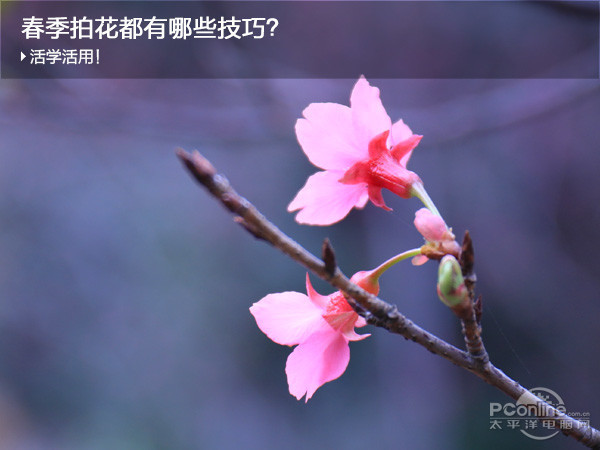 春天拍好花儿都有哪些技巧?试试这些招式吧 春天拍好花儿都有哪些技巧?试试这些招式吧