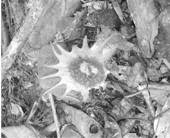 神秘红星头鬼笔菌现身杭州深山 鲜艳妖媚却恶臭有毒-北京时间