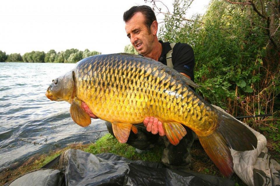 并迅速繁殖但是错误地低估了鲤鱼的繁殖能力和适应能力起初美国只是想