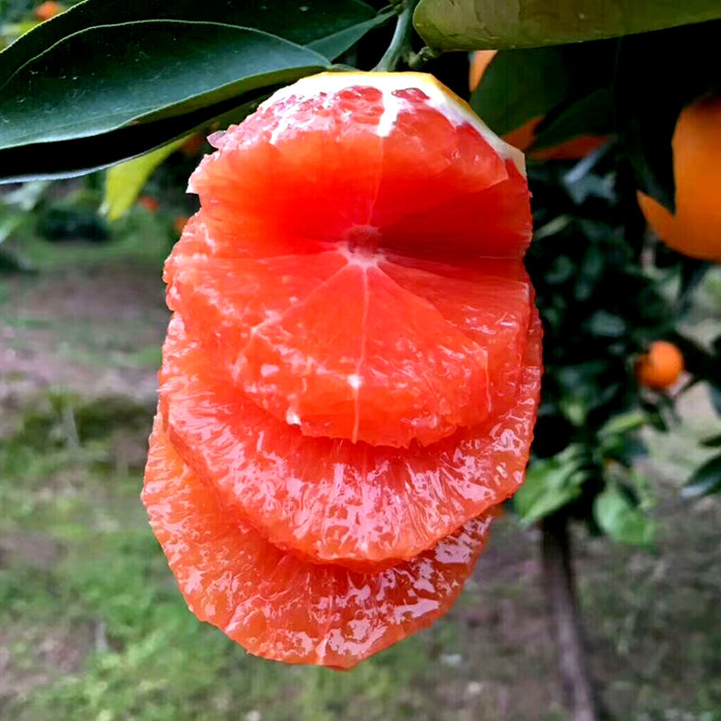 全球营养价值最高的金牌水果,罕见的不得了,你