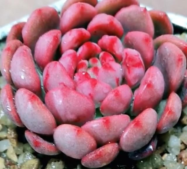 刚栽的多肉,为何不建议浇水其实是明智之举哦