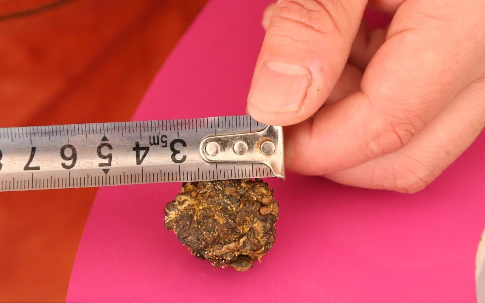 男子杀羊疑获“羊宝” 价值或达200万元 男子杀羊疑获“羊宝” 价值或达200万元