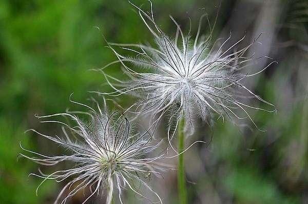 私处瘙痒、热毒血痢、男子疝气,这个满头白发