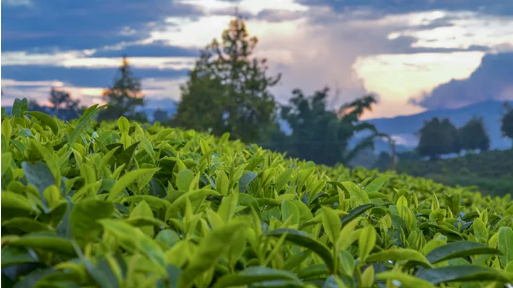 深刻把握理论逻辑与历史逻辑的辩证统一 深刻把握理论逻辑与历史逻辑的辩证统一