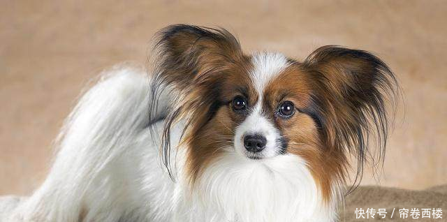 泰迪聪明到什么程度泰迪排名智商排名第几狗狗