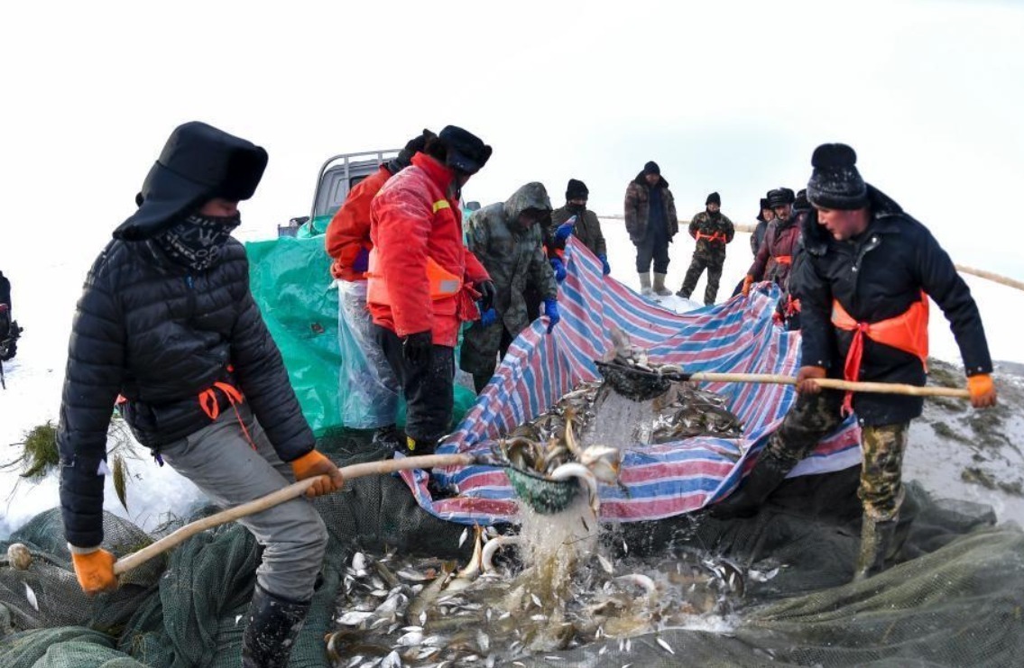 新疆乌伦古湖冬季冰上大拉网捕鱼启幕
