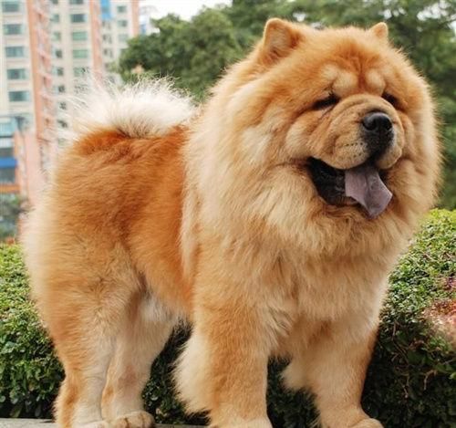 盘点世界五大傻狗,二哈毫无疑问,最后一个出人