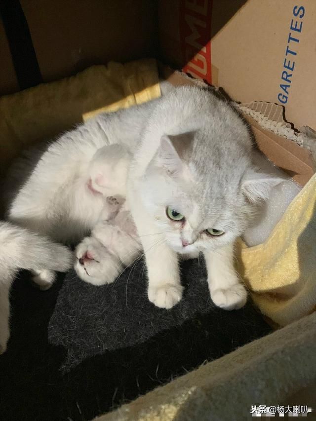 崔永元晒安娜照片,后面一句是重点,网友:还有1