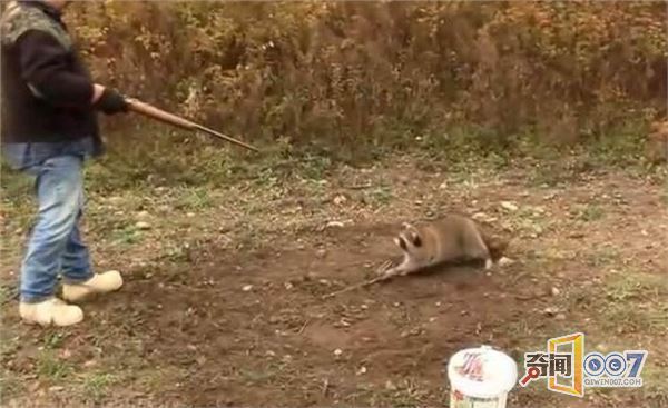 小浣熊跪拜向猎人求饶 仍被人类爆头枪杀