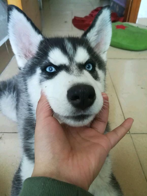 二哈:"老子不服气,你等着,总有一天我会骑到你头上的"