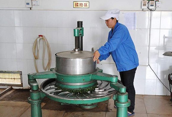 普洱茶制作流程详解之茶叶揉捻