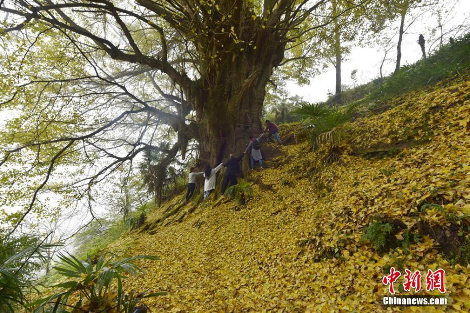 泸州2200岁银杏满地“黄金叶”醉游人