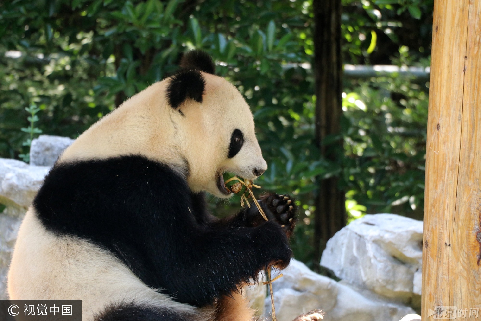 2017年5月26日， 我国传统节日端午节临近，当日，扬州茱萸湾动物园的饲养员用窝窝头、竹粉、苹果等食材为大熊猫、袋鼠等动物精心制作了特殊的粽子，让它们享受美食迎接端午。
