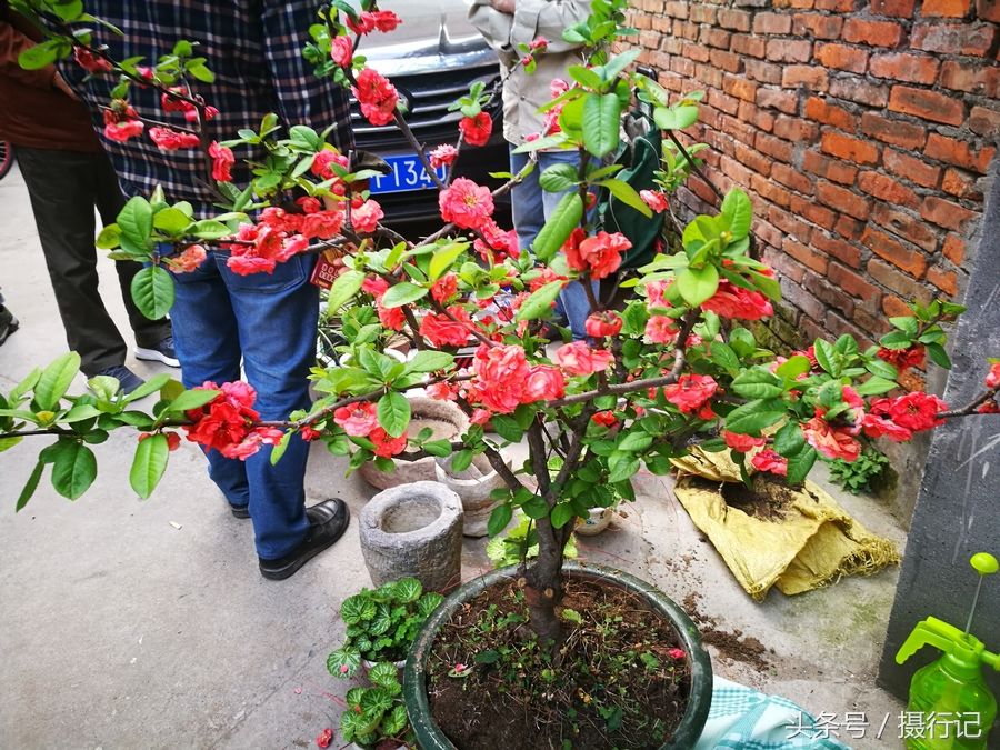 週末,走進花木市場,花木,盆景琳琅滿目,盆栽牡丹花150元一盆