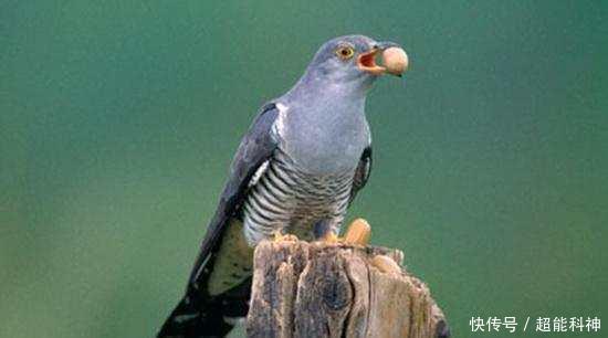 鸟类中最坏最无耻者就是它了, 坏到无下限, 却被