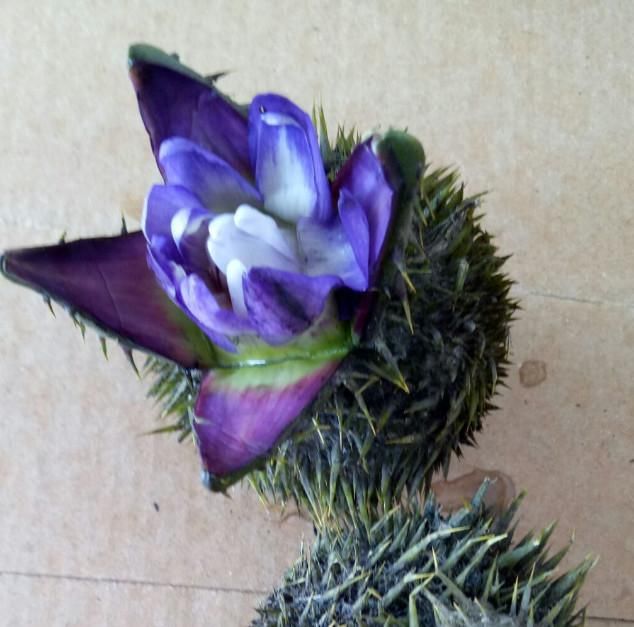 相信很多人都没有见过这种从水里捞出来的水果