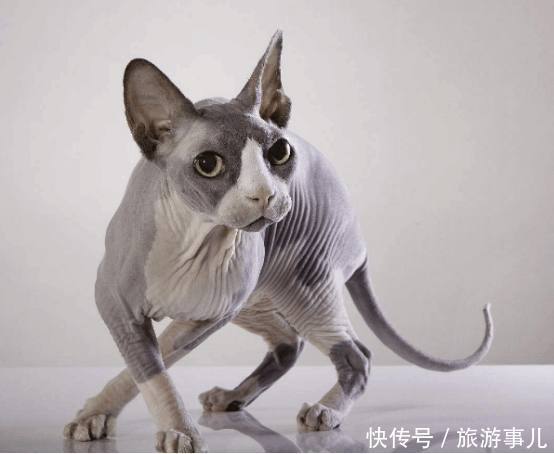 世界上最丑的猫,看起来全身都没有毛,在中国还