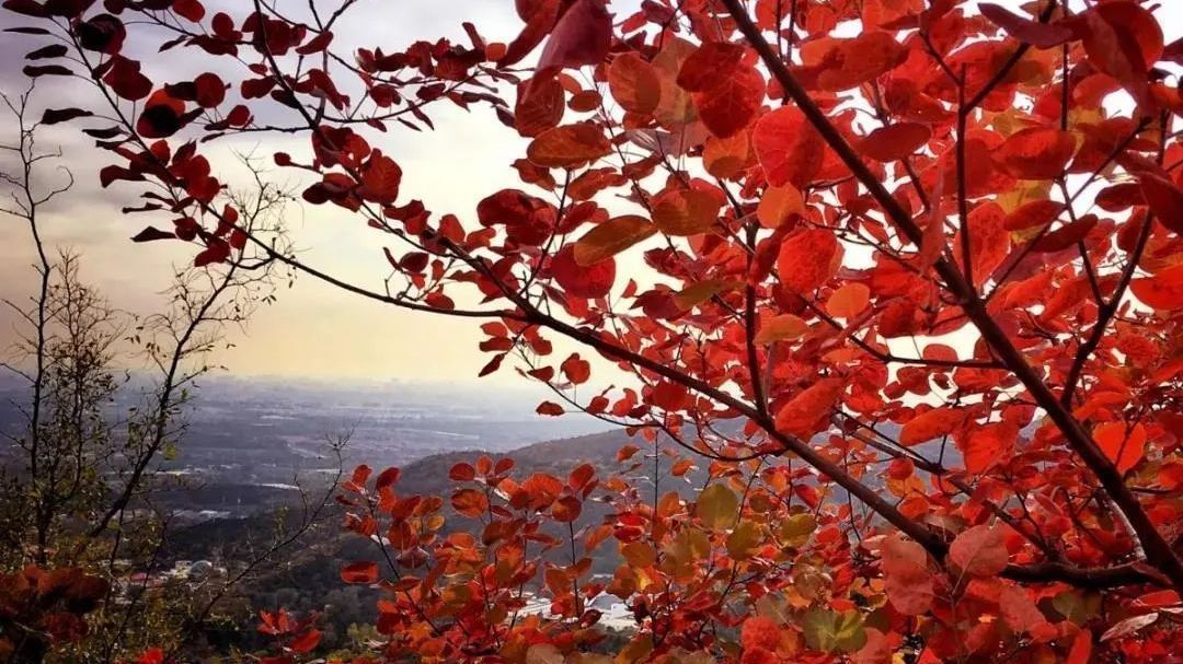 秋游香山:赏红叶,传承红色革命精神! 秋游香山:赏红叶,传承红色革命精神!