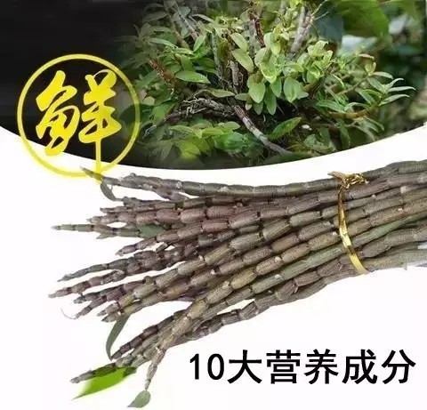 铁皮石斛10大营养成分排行榜!