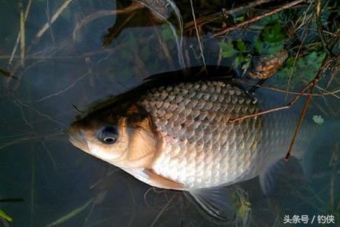 冬天野钓鲫鱼,打开打窝和开饵的新思路