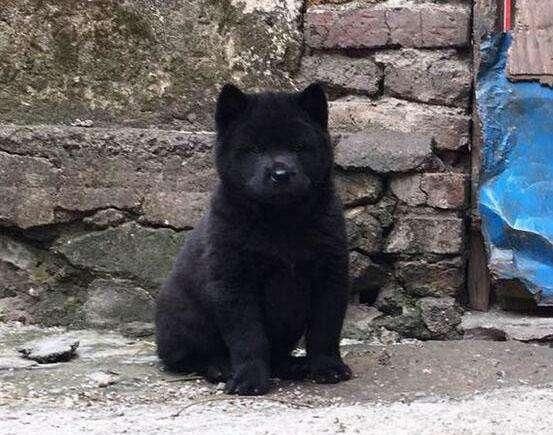 狗年说狗: 幼时肥嘟嘟超可爱, 长大异常凶猛的广