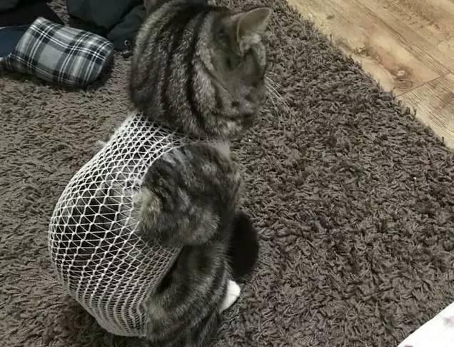 猫咪做完绝育接回家,听到主人叫它后直接爆发