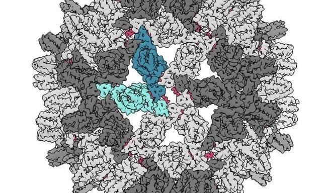 科学家使用病毒破解分子,攻克乙肝病毒