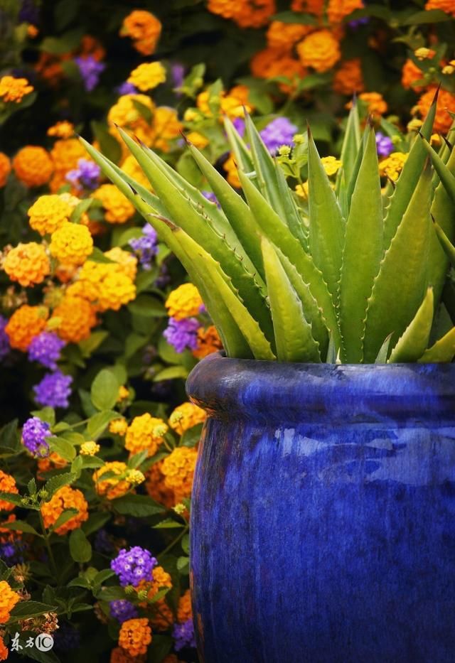 芦荟生长老倒伏,生长不良,烂根,不懂怎么处理难