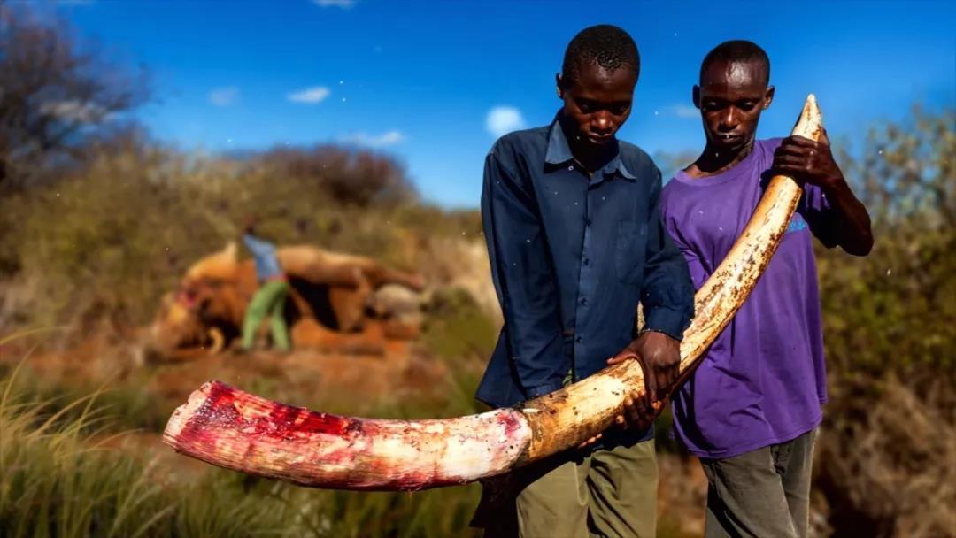 《探索》——血色象牙