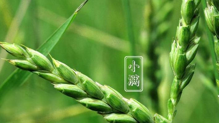老话说“小满见三鲜” 吃了吗，亲？
