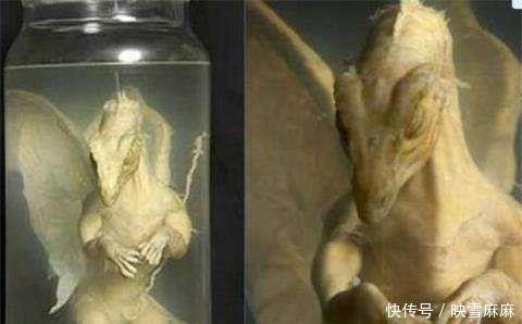 崑崙山06年真龍喫人事件照片是真還是假 雪花新闻 崑崙山06年真龍喫人事件照片是真還是假 雪花新闻