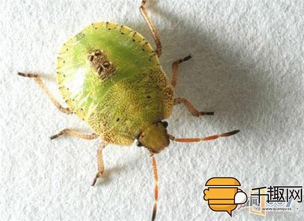 树叶下发现"笑脸" 竟是好东西