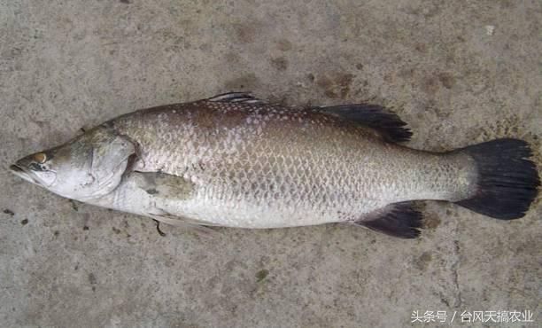 南海常见海水鱼类品种介绍