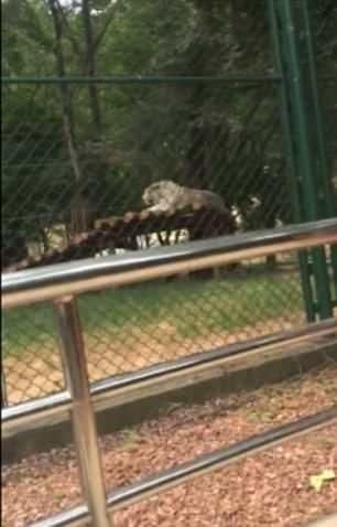 游客拿石头砸老虎为了让它动,一旁女子帮腔:拿