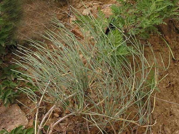 伤风感冒,鼻塞头晕,农村的野草对感冒来的快!