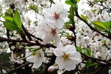 2018四川高考报考武汉大学如何了解各专业录