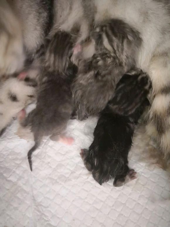 怀孕的美短突然冲着主人撒娇不让上班,五小时