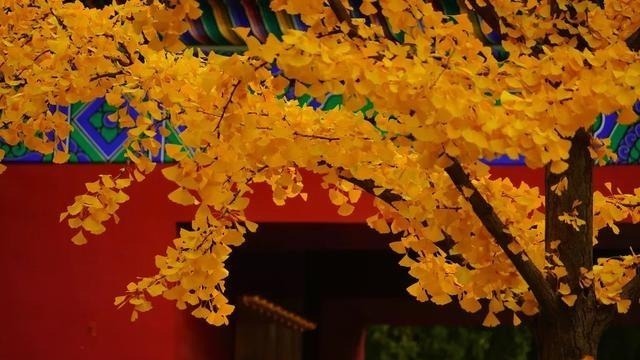 银杏把金秋氛围感拉满!京城迷人秋色就藏在这6个地方 银杏把金秋氛围感拉满!京城迷人秋色就藏在这6个地方