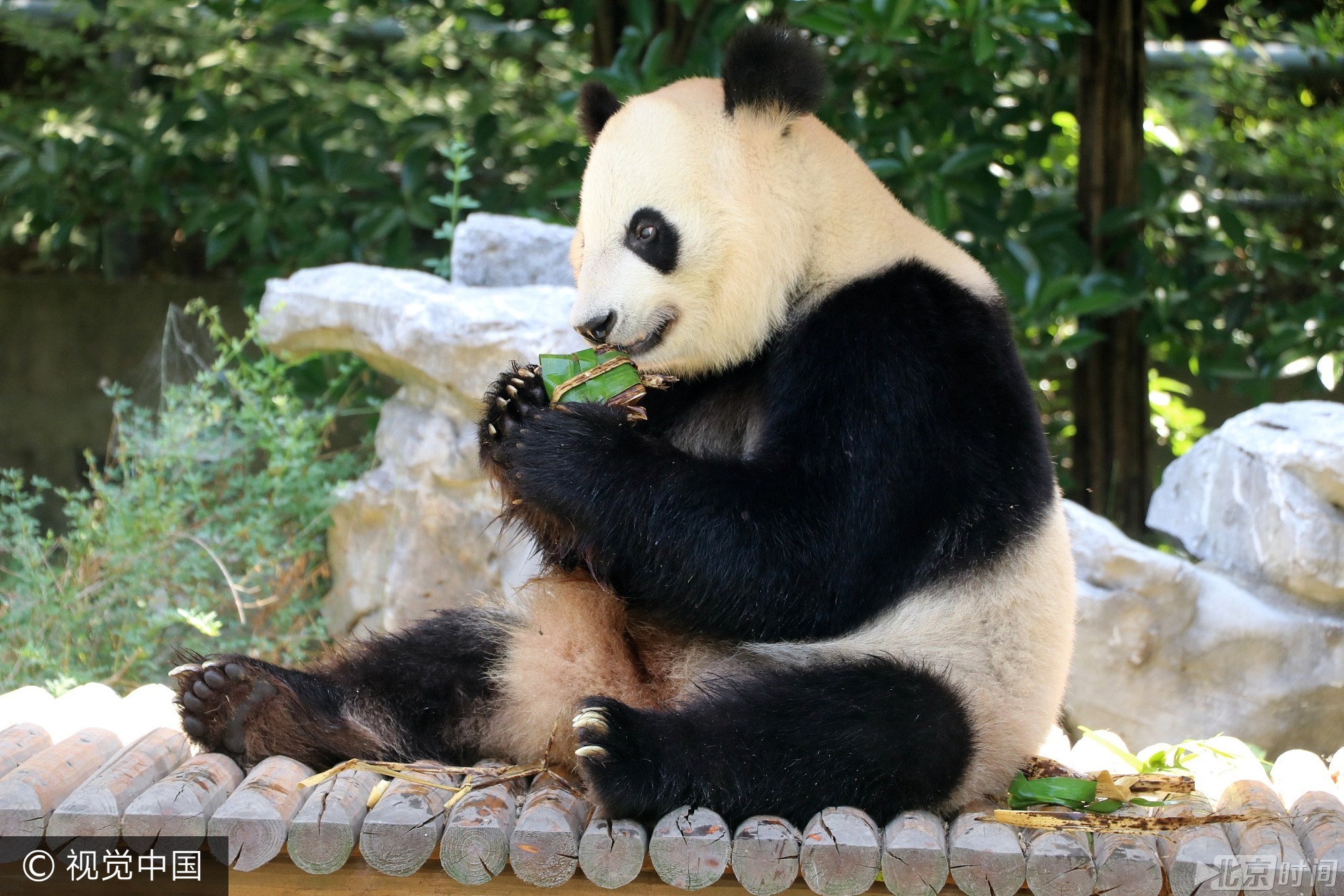 2017年5月26日， 我国传统节日端午节临近，当日，扬州茱萸湾动物园的饲养员用窝窝头、竹粉、苹果等食材为大熊猫、袋鼠等动物精心制作了特殊的粽子，让它们享受美食迎接端午。