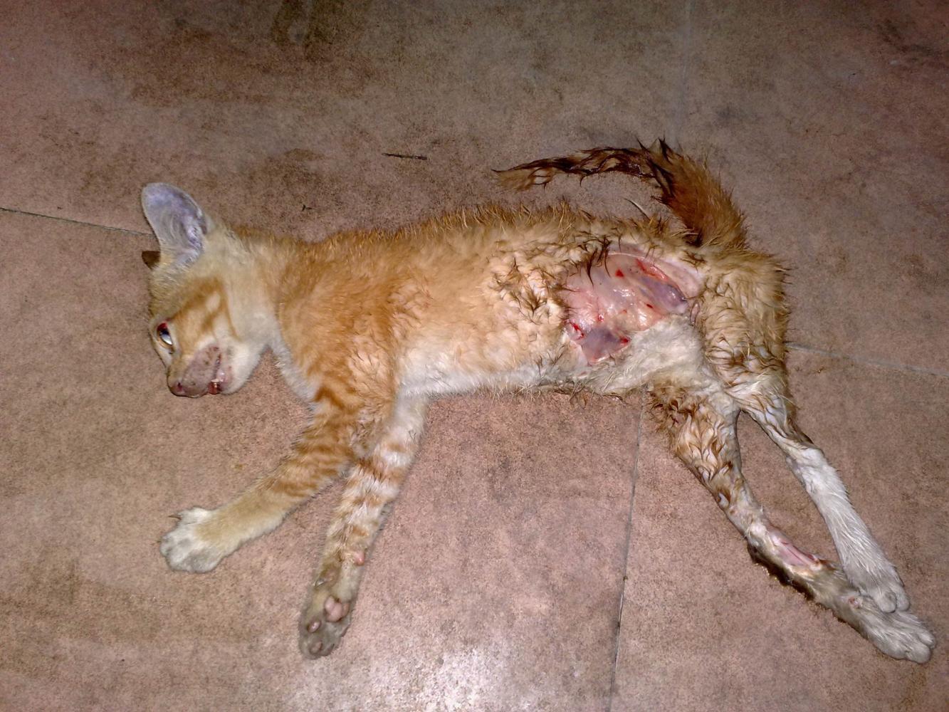 猫死前会把自己藏起来,这到底是为什么呢?终于找到原因了