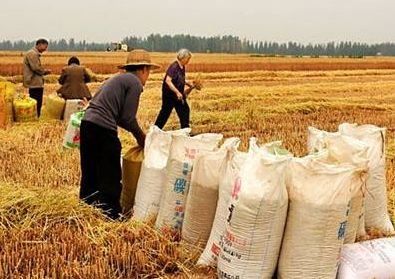 河南小麦最低收购价确定,千万别卖便宜了!