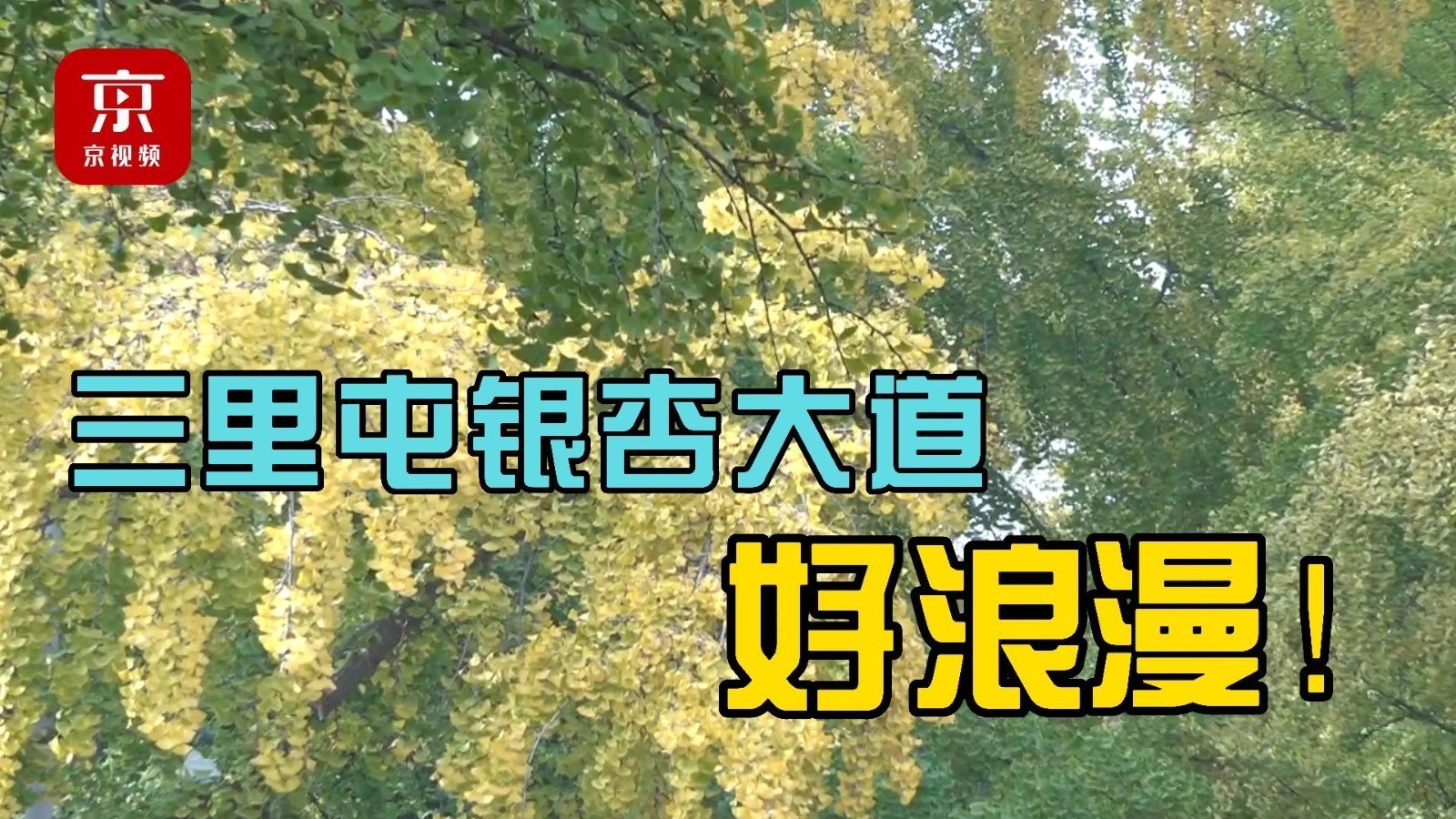 三里屯银杏大道好浪漫！最佳观赏期就是现在！
