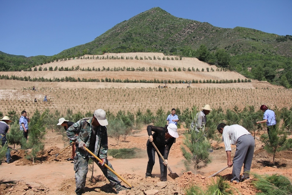 五台县:山体修复披绿装