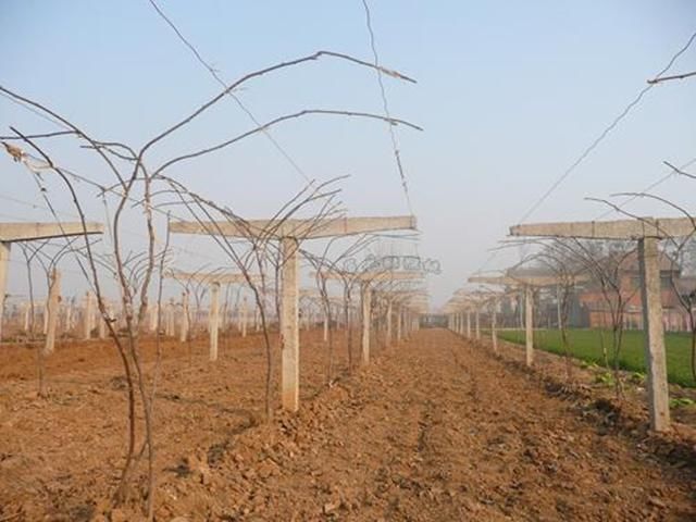 猕猴桃树栽培技术|猕猴桃1~2年生幼树春季管理