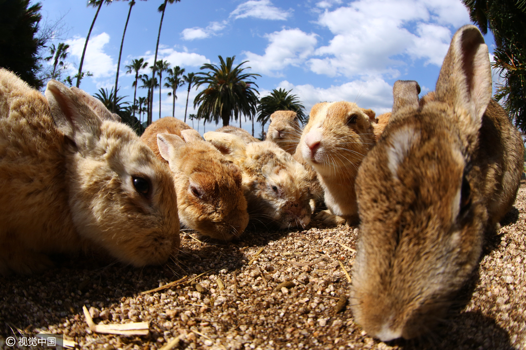 探访日本兔子岛 没有天敌占领岛屿 探访日本兔子岛 没有天敌占领岛屿